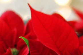 Closeup of poinsettia petals. Holiday decor by Rose Hill Flowers