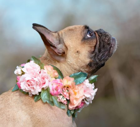 Dog with Flower Collar