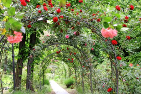 Garden Canopy of flowers