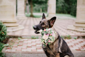 German shepherd carrying bridal bouquet