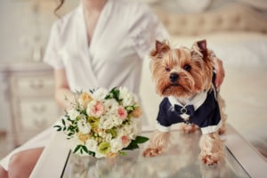 Bride getting ready with little dog in a tuxedo