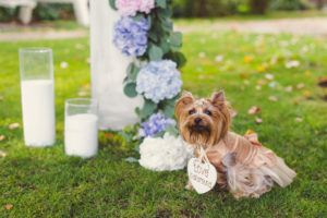 Little dog wearing a dress and wedding sign near wedding ceremony arch