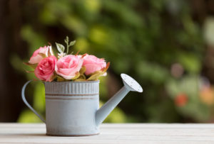 Pink roses in a watering can