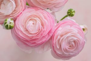 upclose view of pink ranunculus