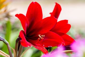 Amaryllis Flower red