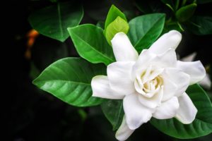 Gardenia flowers and leaves on black background