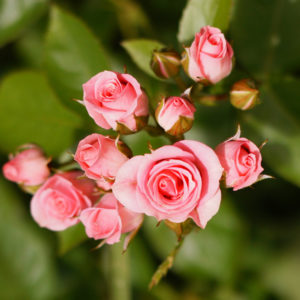 pink rose Bush on a green background
