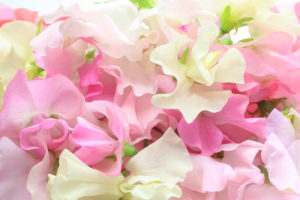 up close view of white an dpink sweet peas