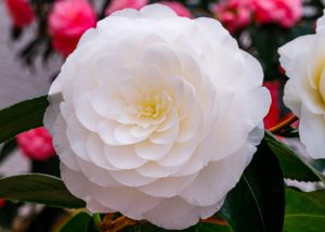 Up close shot of white camellia flower