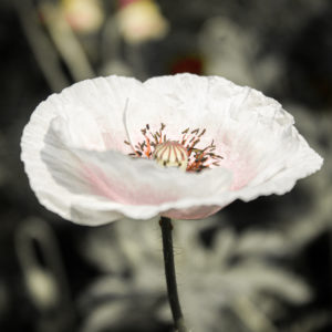 Pink/White Poppy - 