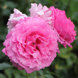 Pink Yves Piaget Garden Rose