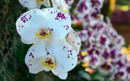 White phalaenopsis or Moth dendrobium Orchid flower. White Orchids Isolated on blur background. butterfly orchids. Closeup of white phalaenopsis orchid.