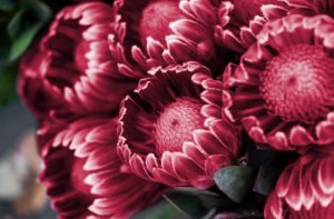 Red protea on black background. New 2023 trending PANTONE 18-1750 Viva Magenta colour