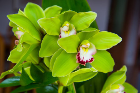 Green orchid